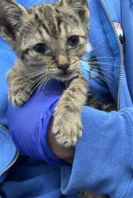 A baby medium-sized female Domestic Short Hair cat named Gigi for adoption in Dallas, TX