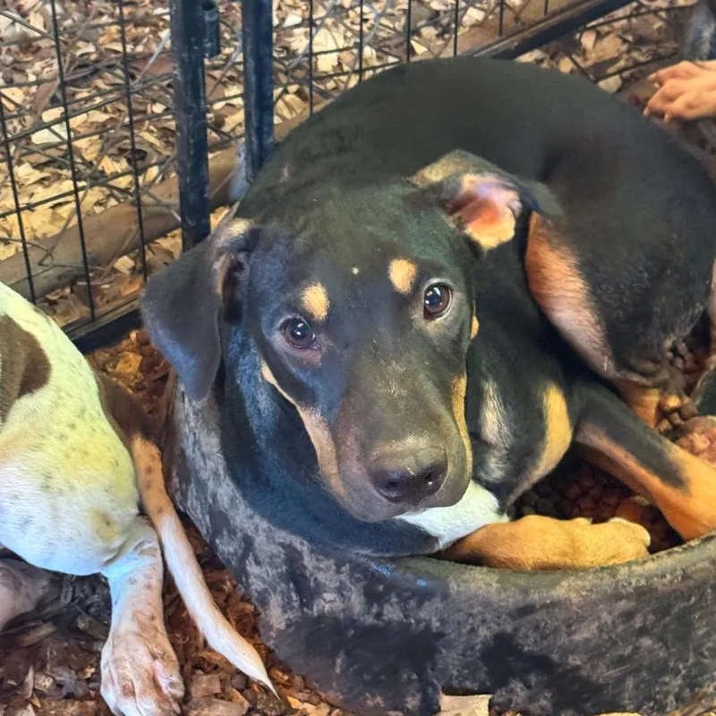 A young small-sized male Black Pit Bull Terrier dog named Major for adoption in Anahuac, TX