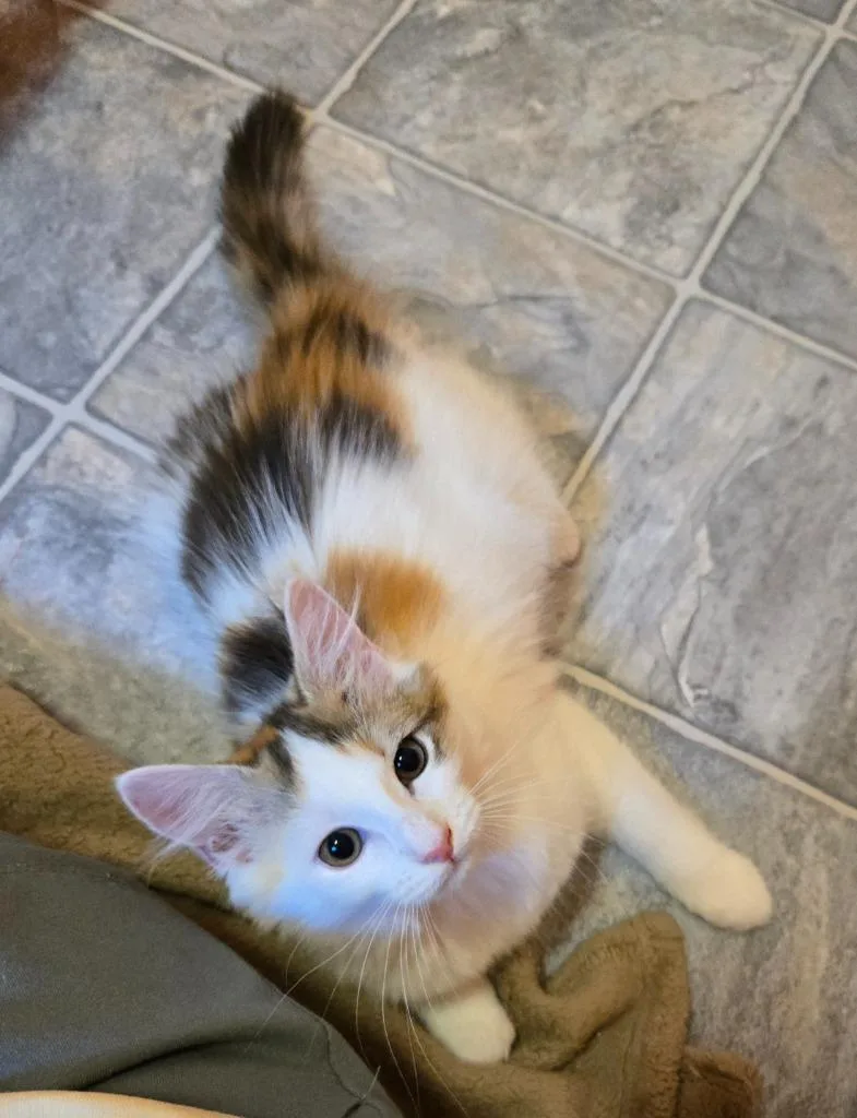 A baby medium-sized female Domestic Long Hair cat named Disco Dancer for adoption in Youngsville, NC