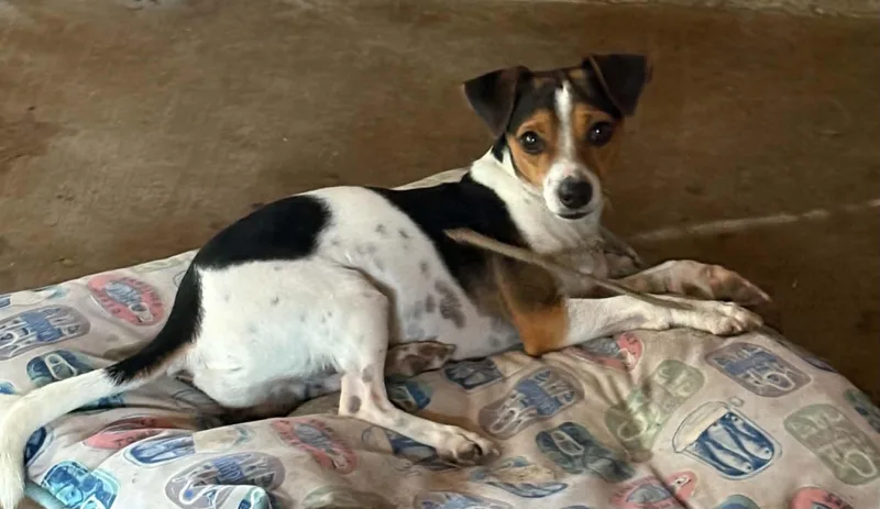 A young small-sized male Tricolor (Brown, Black, & White) Jack Russell Terrier dog named Buddy for adoption in Gregory, TX
