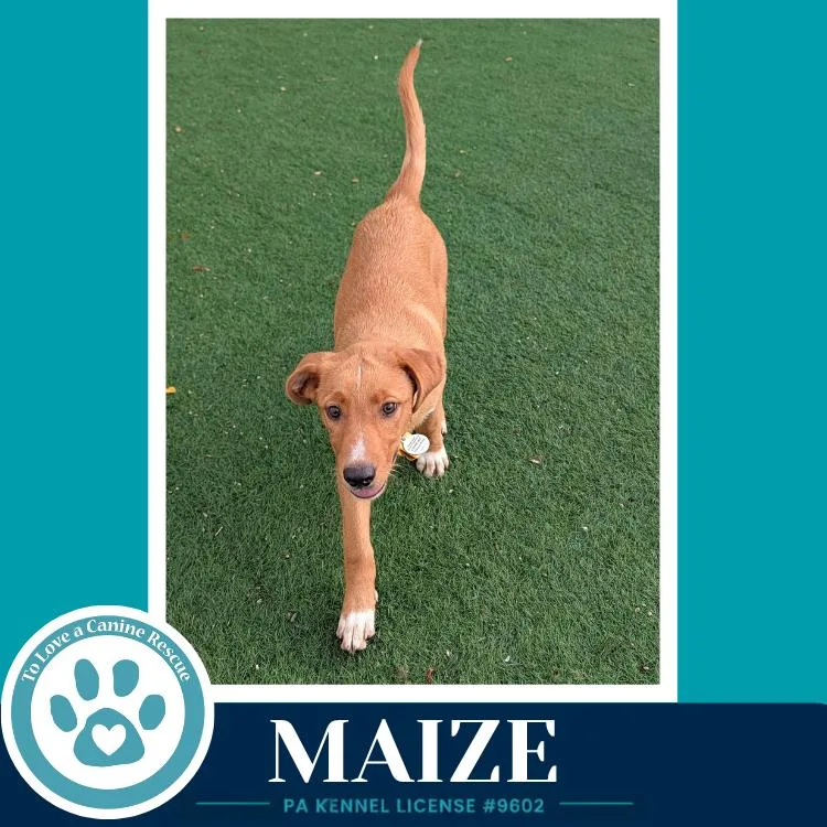 Maize