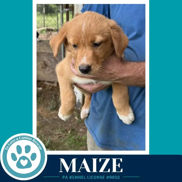 Maize thumbnail 2