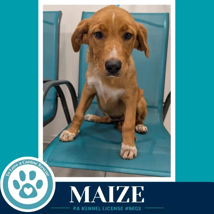 Maize thumbnail 3