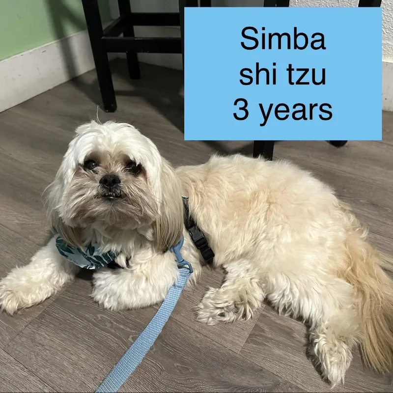 Simba thumbnail 2