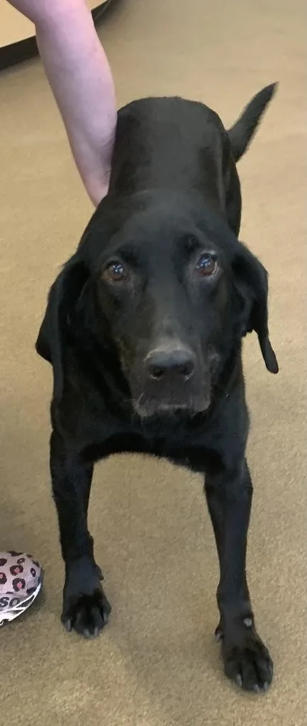 A senior medium-sized female Mixed Breed dog named Spirit for adoption in Florence, SC