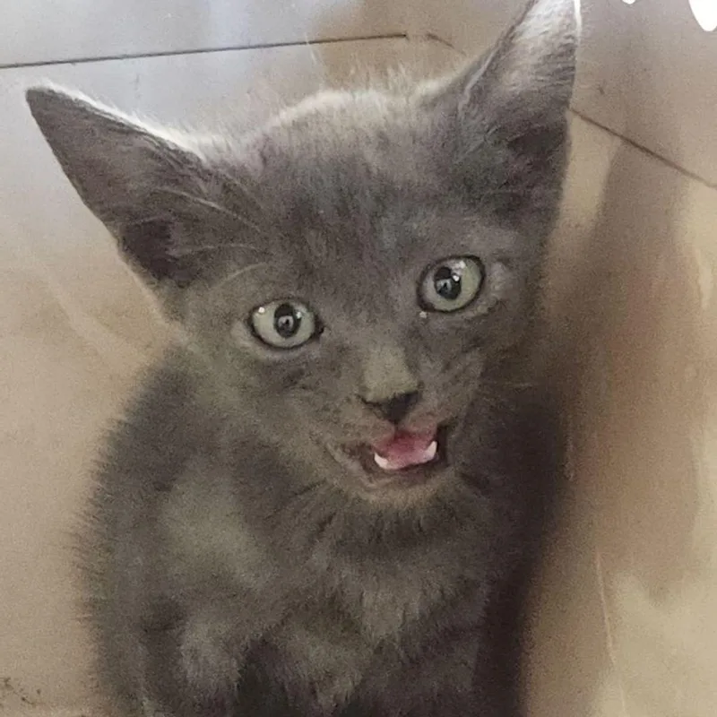 A young small-sized male Gray / Blue / Silver Domestic Short Hair cat named Rain for adoption in Kingman, AZ