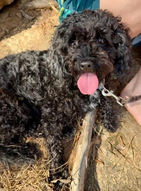 An adult small-sized female Poodle dog named Empress Patty for adoption in Alpharetta, GA
