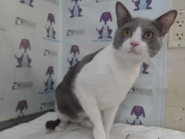 A young small-sized male Domestic Short Hair cat named Junior for adoption in Orlando, FL