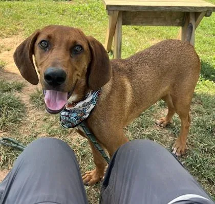 A young medium-sized male Hound dog named Pumpkin Spice $ for adoption in Seneca, SC