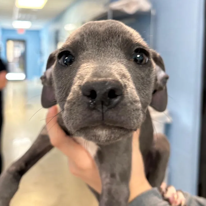 A baby small-sized male Gray / Blue / Silver Mixed Breed dog named Marengo for adoption in LOXAHATCHEE, FL