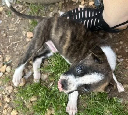 A baby medium-sized male Boxer dog named Archie for adoption in Wilkesboro, NC