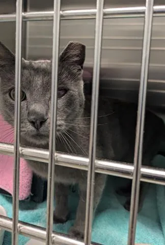 A young small-sized male Domestic Short Hair cat named Smokey for adoption in San Martin, CA