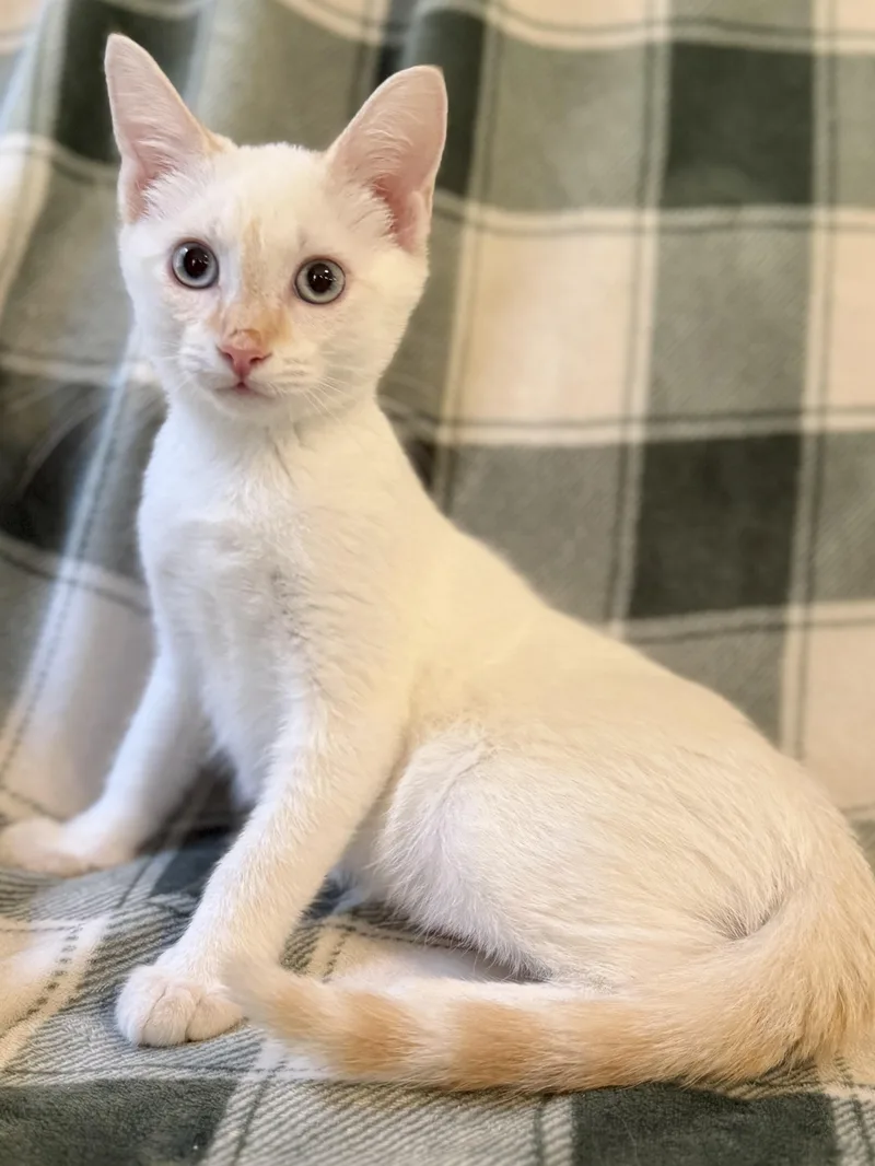 A baby medium-sized male Flame Point Domestic Short Hair cat named Achilles for adoption in Greensboro, NC