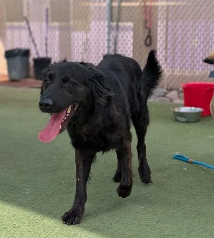 Sirius Black thumbnail 3