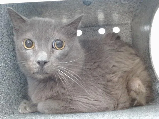 An adult small-sized male Domestic Short Hair cat named Grayson for adoption in Orlando, FL