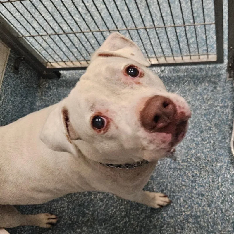 A senior medium-sized male White / Cream American Staffordshire Terrier dog named Jaxson for adoption in Greensboro, NC