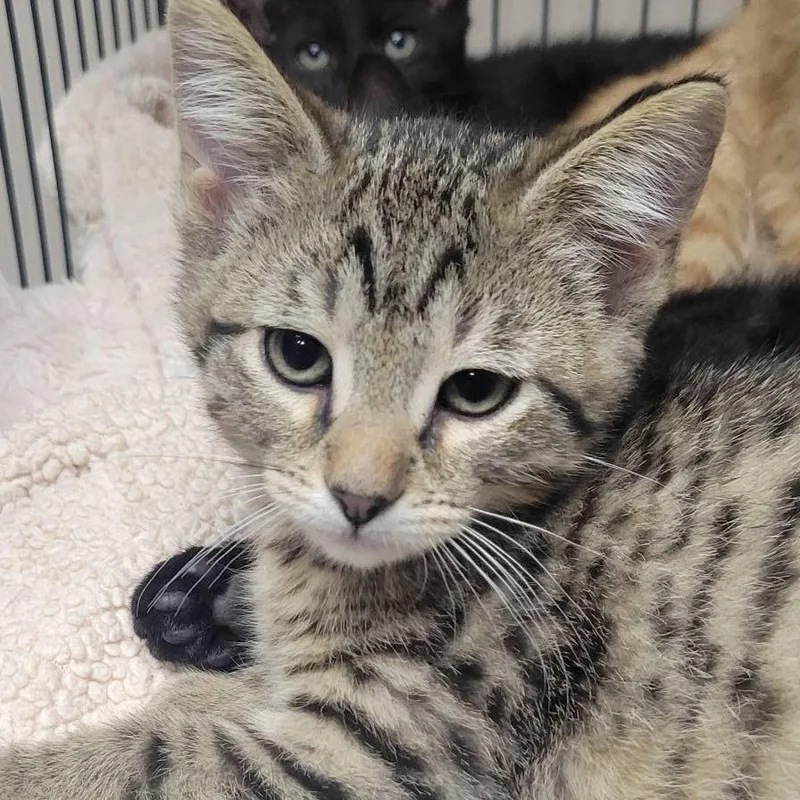 A baby small-sized male Brown / Chocolate Domestic Short Hair cat named Miles for adoption in Milan, IL