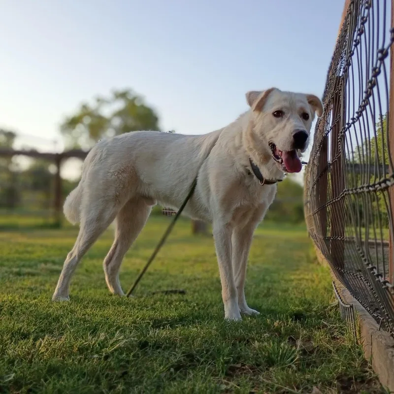 A young large-sized male White / Cream Great Pyrenees dog named Cooper — Calm  for adoption in Houston, TX