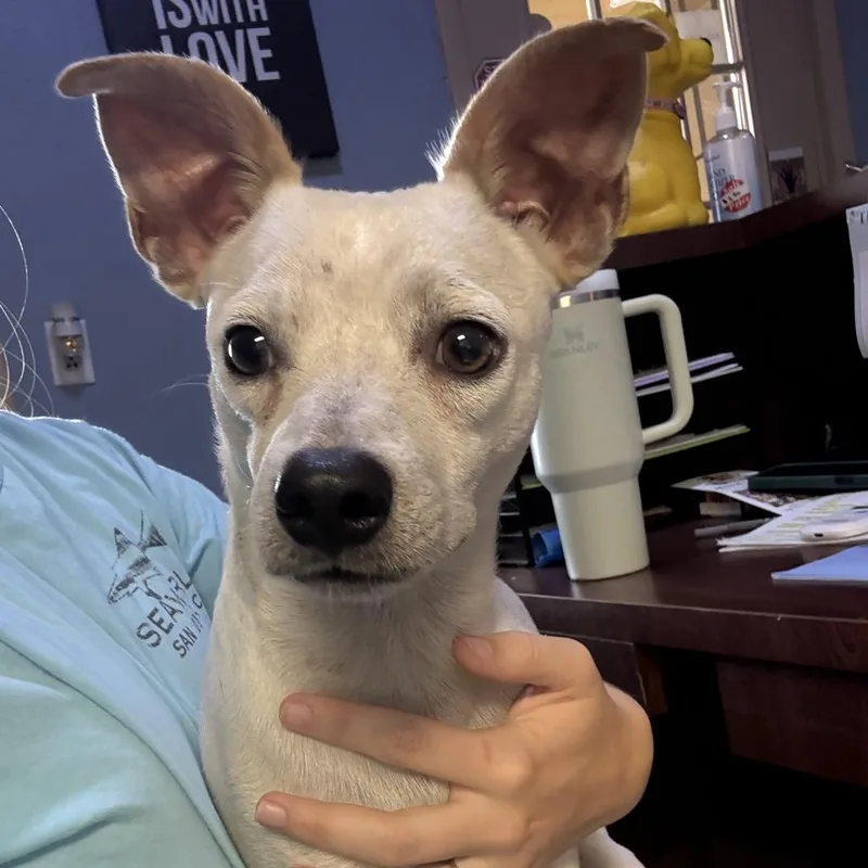 A baby small-sized male Yellow / Tan / Blond / Fawn Chihuahua dog named Duncan for adoption in Casa Grande, AZ