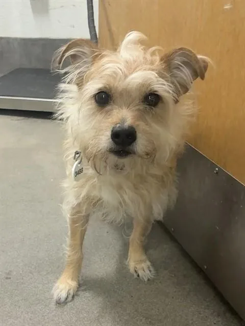An adult small-sized male Yorkshire Terrier dog named Jelly for adoption in Upper Marlboro, MD