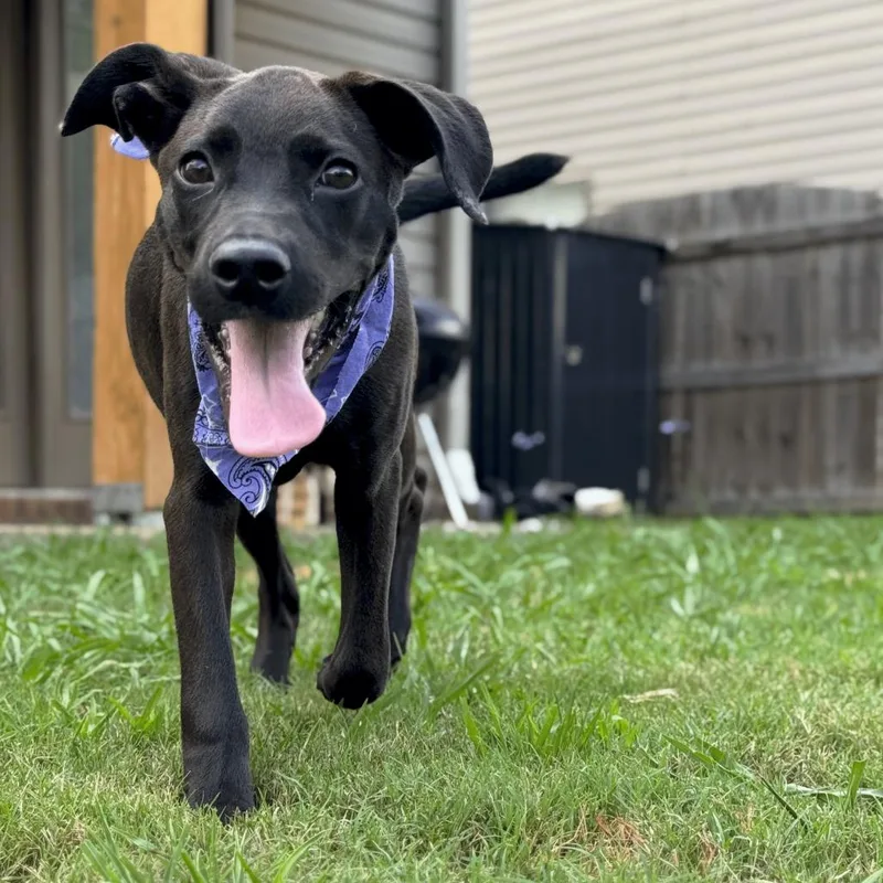 A young medium-sized female Black Labrador Retriever dog named Citronella D for adoption in Lebanon, TN