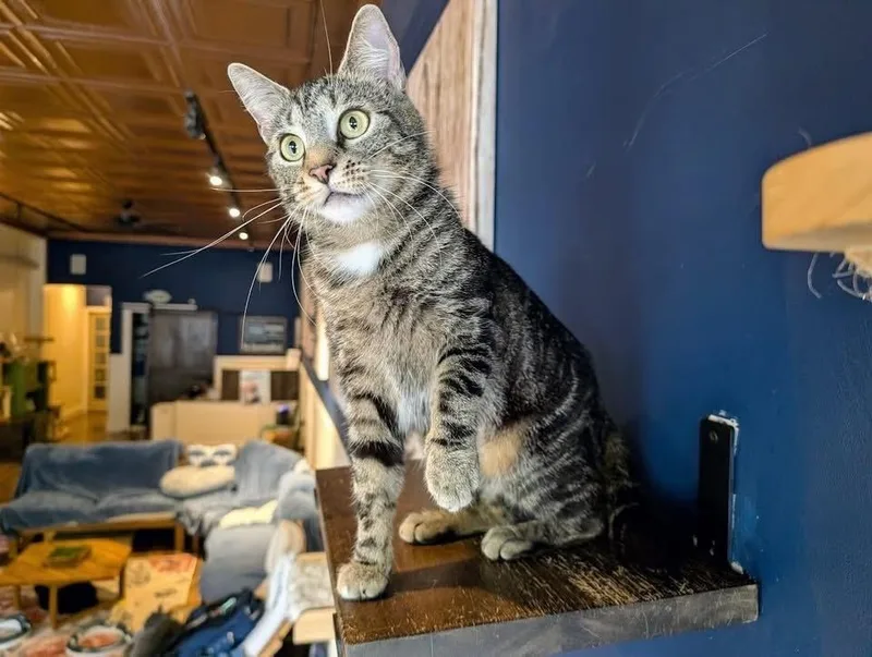 A young small-sized female Domestic Short Hair cat named Big Momma for adoption in Lewisburg, PA