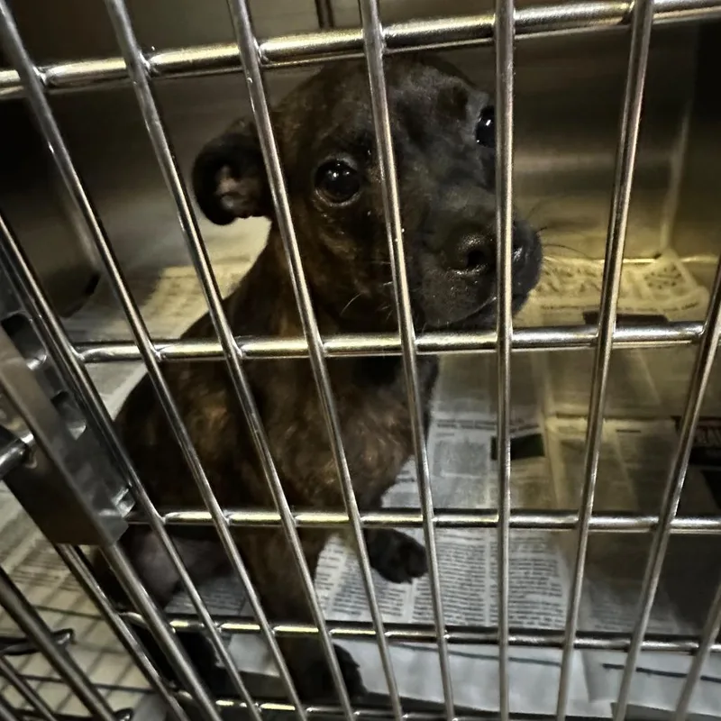A young small-sized male Black Mixed Breed dog named Camo for adoption in Gadsden, AL