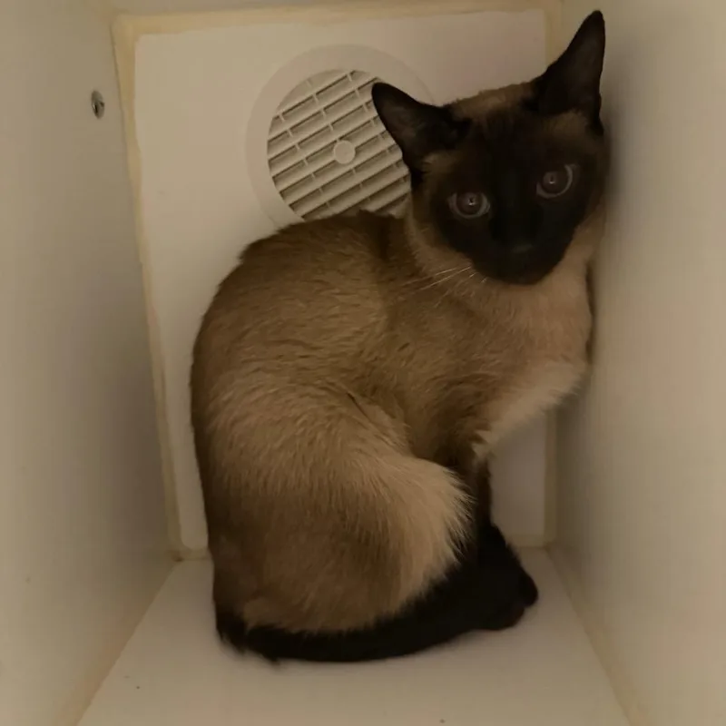 An adult medium-sized female Siamese cat named Shirley for adoption in Oshkosh, WI