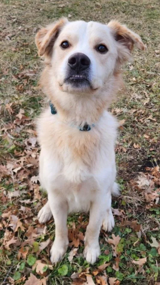 An adult medium-sized male Golden Retriever dog named Mellow for adoption in Zimmerman, MN