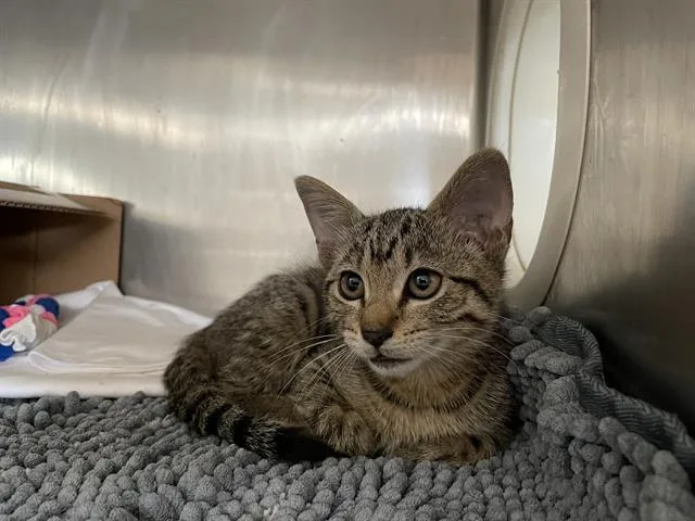 A baby small-sized female Domestic Short Hair cat named Gigi for adoption in Sugar Land, TX