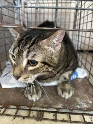 A senior small-sized male Domestic Short Hair cat named Windslow for adoption in Honolulu, HI