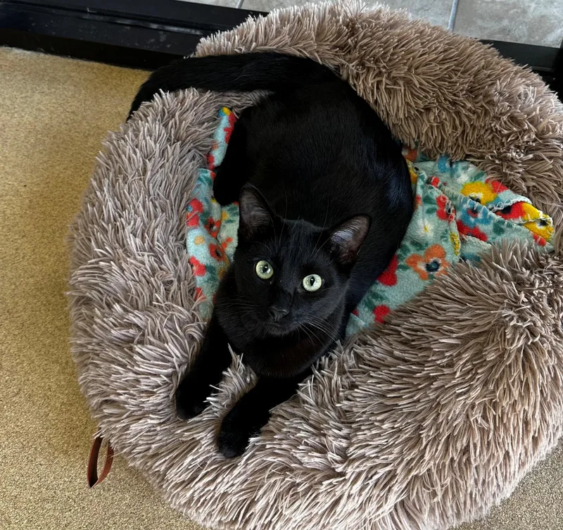 A young small-sized male Black Domestic Short Hair cat named Raven for adoption in Lake Dallas, TX