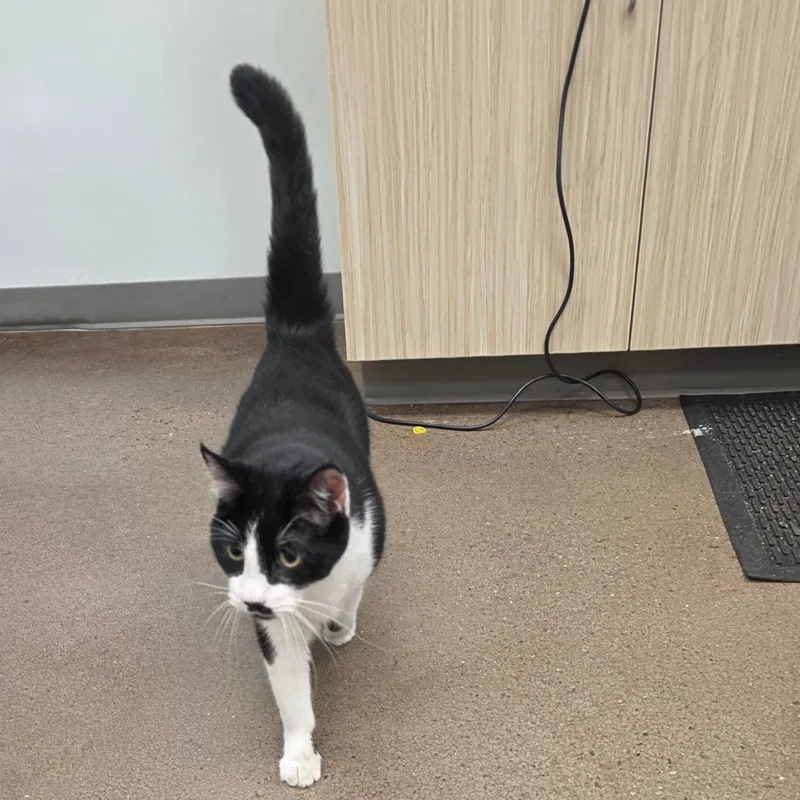 An adult large-sized male Black Domestic Short Hair cat named Charlie for adoption in Saint Louis, MO