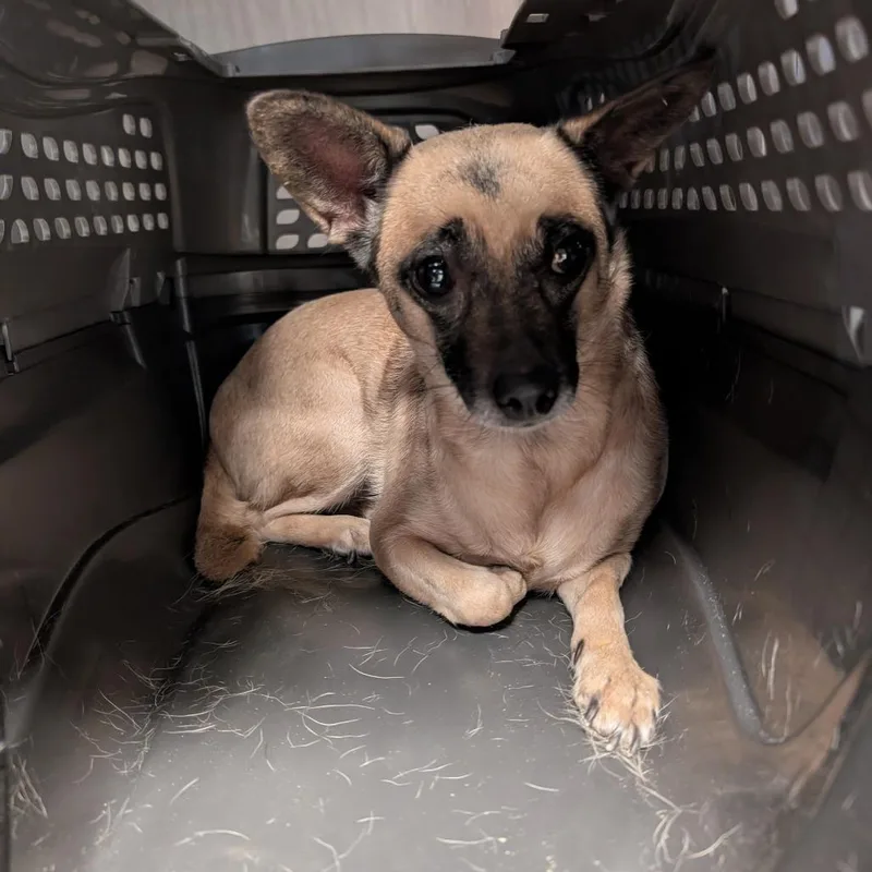 An adult small-sized female Brown / Chocolate Mixed Breed dog named Eevee for adoption in Leander, TX