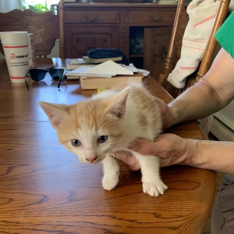 A baby small-sized male White Domestic Short Hair cat named Butter Shumway for adoption in Woodstock, VA