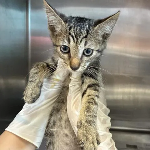 A baby medium-sized male Domestic Short Hair cat named Sabor Pompom for adoption in Pensacola, FL