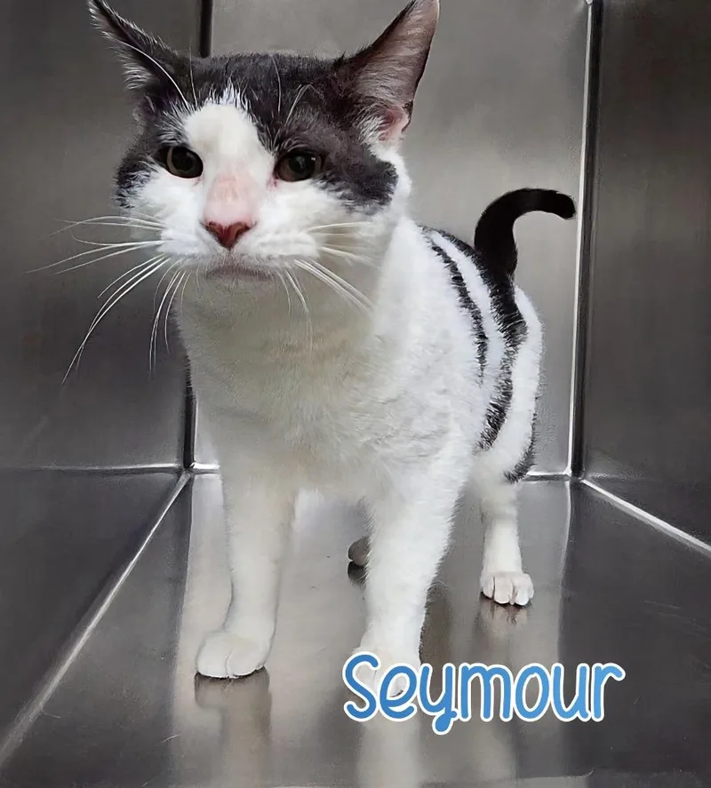 A young large-sized male Domestic Short Hair cat named Seymour for adoption in Port Clinton, OH
