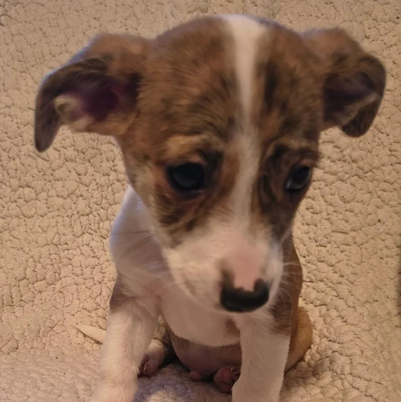 Bo