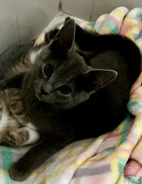 A baby small-sized female Gray / Blue / Silver Domestic Short Hair cat named Pura for adoption in Woodbridge, VA