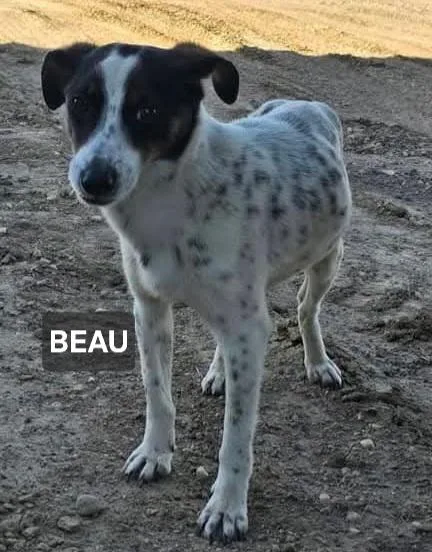 A young medium-sized male Gray / Blue / Silver Jack Russell Terrier dog named Beau for adoption in Windom, MN