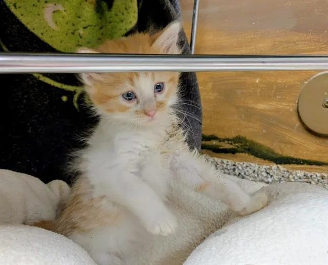 A baby medium-sized female Domestic Medium Hair cat named Ciabatta for adoption in Frisco, CO