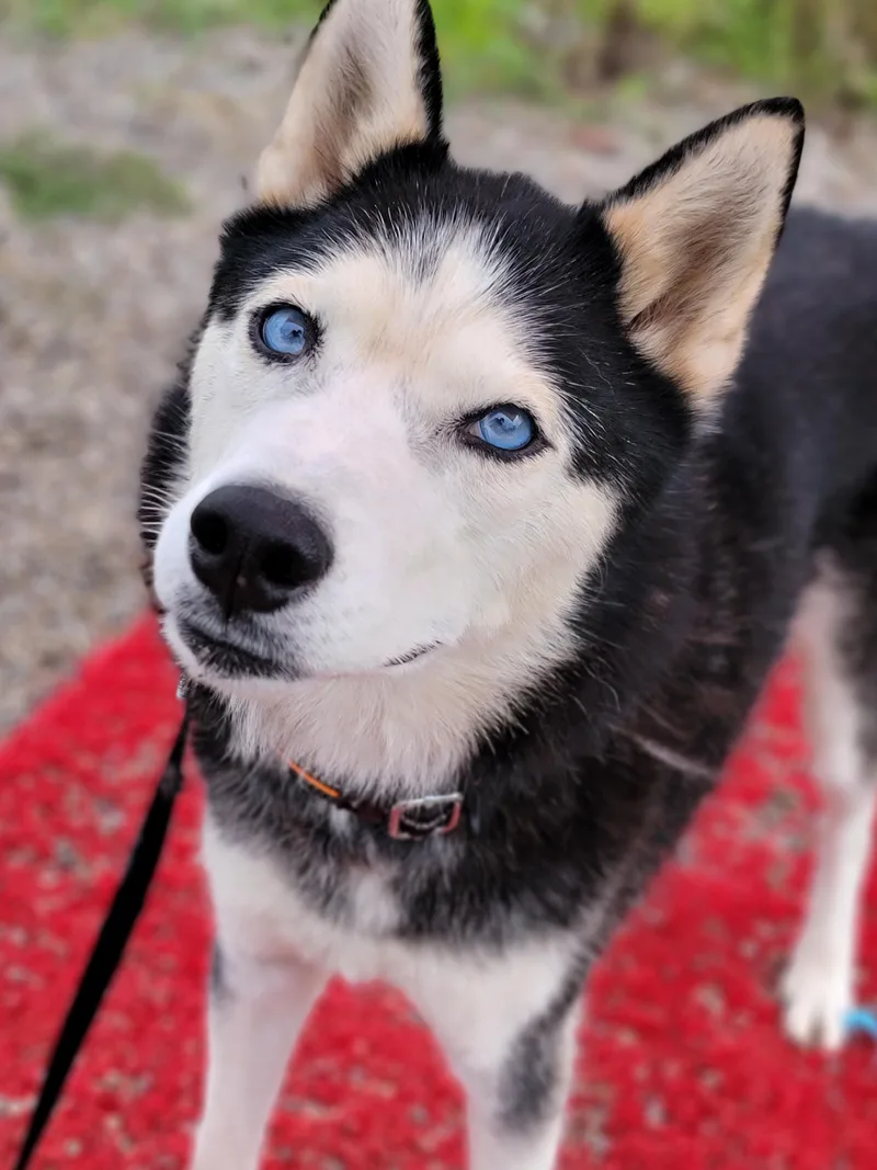 Ryder