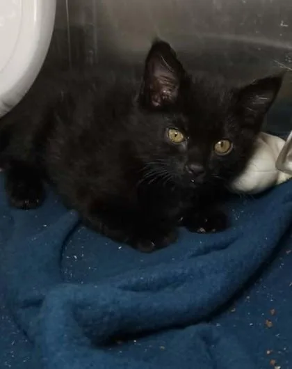 A baby medium-sized male Black Domestic Short Hair cat named Spirit for adoption in Waupaca, WI