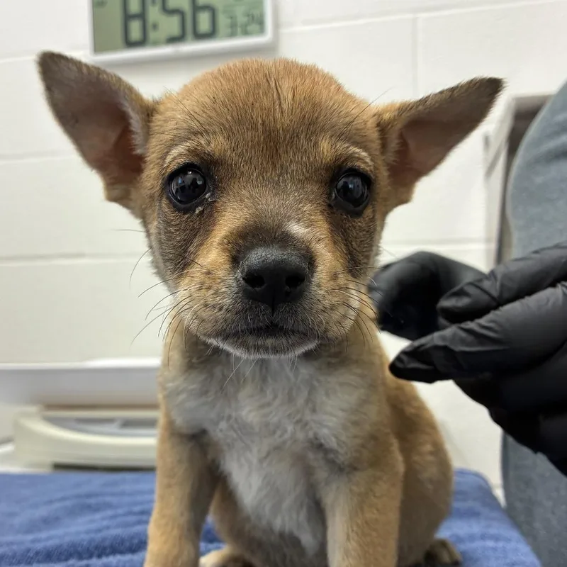 A baby small-sized female Brown / Chocolate Terrier dog named Shrimp for adoption in Corpus Christi, TX