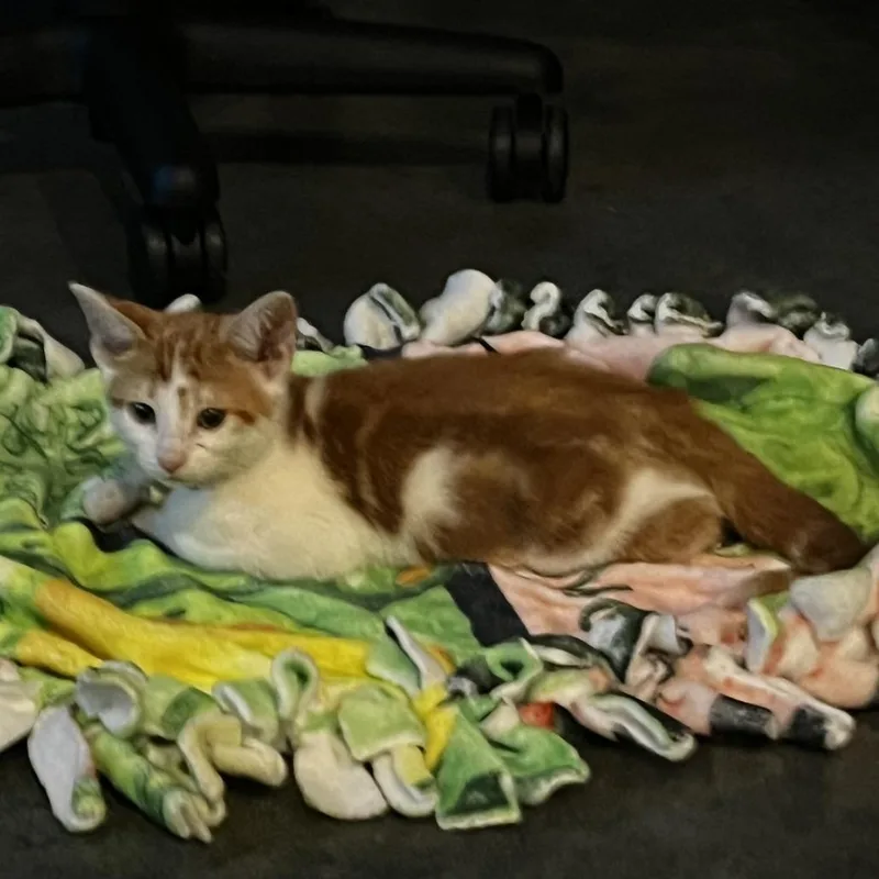 A baby small-sized female Orange / Red Domestic Short Hair cat named Gladys C for adoption in Minnetonka, MN