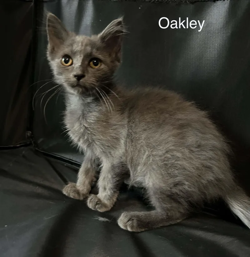 Oakley thumbnail 2