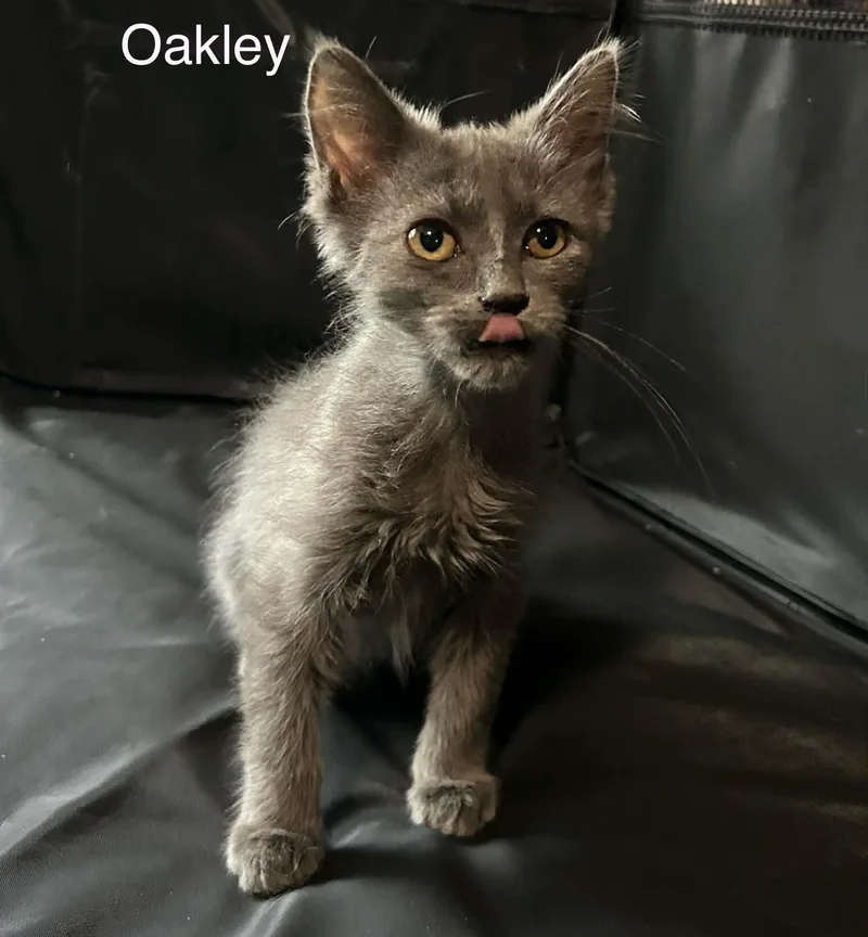 Oakley thumbnail 3