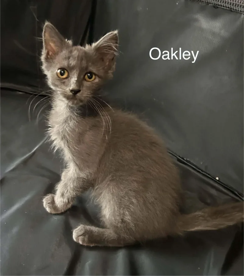 Oakley thumbnail 4