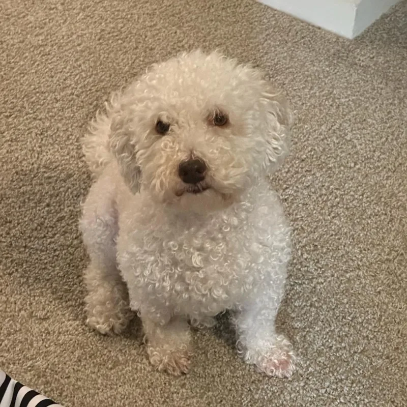A senior small-sized male White / Cream Poodle dog named Rocky for adoption in Floresville, TX