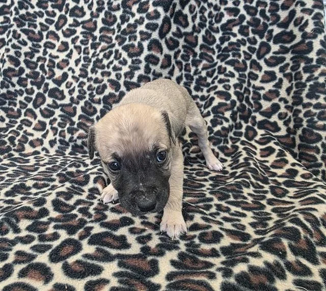 A baby small-sized male Pit Bull Terrier dog named Cody for adoption in Lancaster, CA